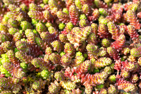 Colorful succulent plants with vibrant red and green foliage in natural light