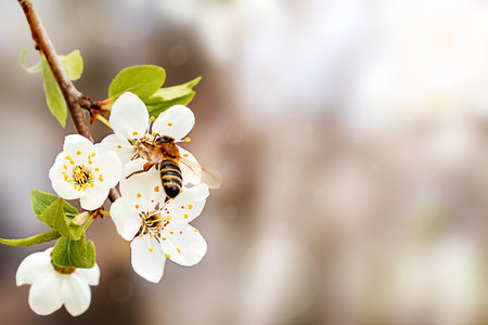 Bee pollinating white blossoms on tree branch during springtime with soft blurred background