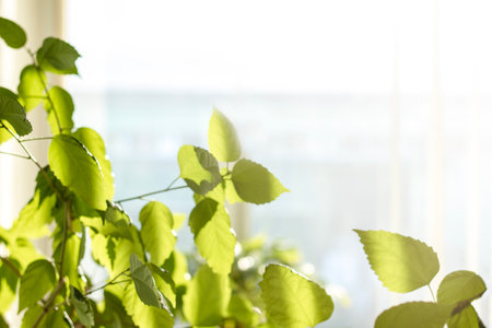 Fresh green leaves basking in sunlight, creating a calm and tranquil atmosphereの写真素材