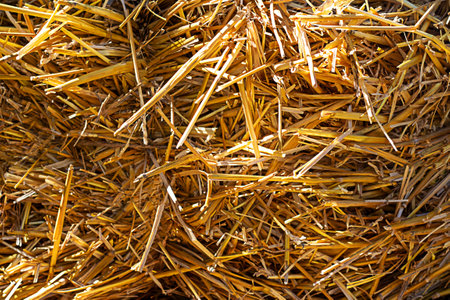 Close-up of golden straw textures in a natural light settingの写真素材