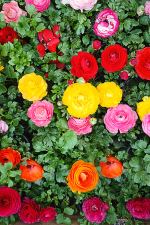 Vibrant colorful garden with blooming red, yellow, and pink ranunculus flowersの写真素材