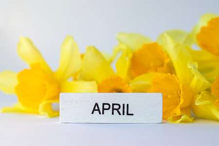 Yellow daffodils with April sign celebrating the spring seasonの写真素材