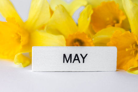 Bright yellow spring daffodils with a may label signifying the blooming season