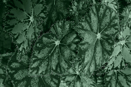 Closeup of patterned green leaves in a textured and natural background scene