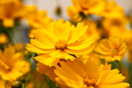 Bright yellow flowers blooming in the warm sunlight with a vibrant background