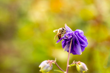 Macro shot of a bee on a purple flower with blurred background