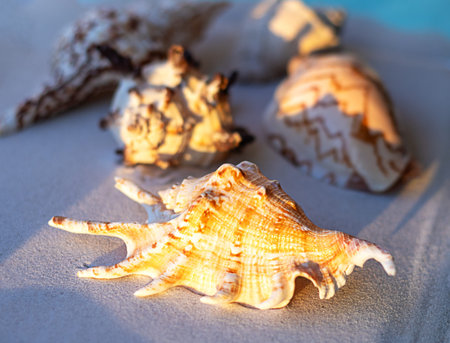 Sunlit seashell on soft sand at golden hour evokes beach summer and coastal relaxation