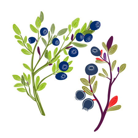 Illustration with blueberry branches. Northern berries and herbs.の写真素材