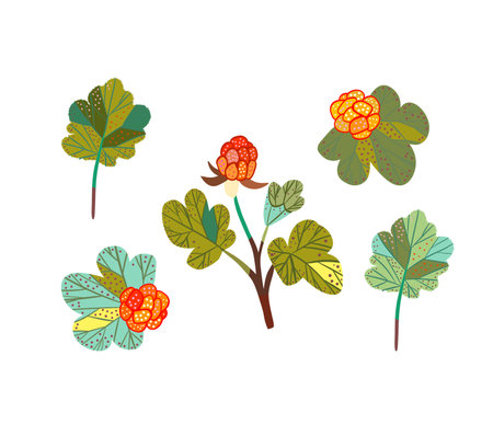 A collection of cloudberries and leaves. Illustration featuring a northern berry.の写真素材