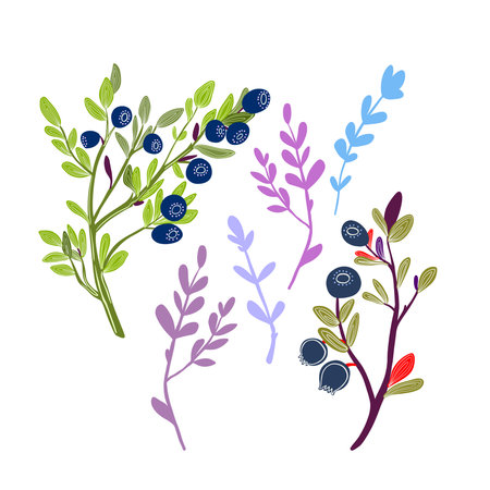 Set of decorative blueberry twigs for designの写真素材