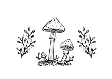 Graphics, autumn pencil drawing of mushrooms and grass. Forest plants in sketch style.の写真素材