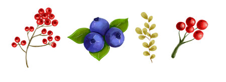 A set of watercolor illustrations of forest berries in autumn and winter.の写真素材