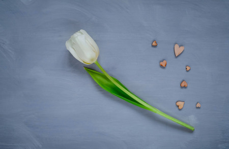 white tulip on a light background with hearts, top view, space for text, holiday conceptの写真素材