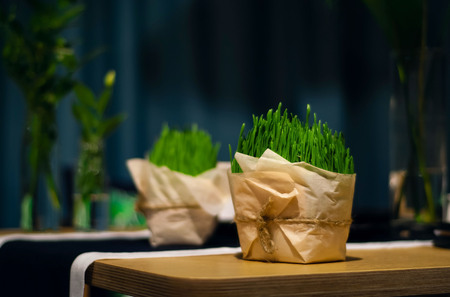 green sprouts in a paper package on a blue background, green house concept, table top, closeup,の写真素材