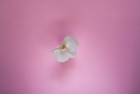 flower of a white orchid on a delicate pink background, close-up, top view, copy spaceの写真素材