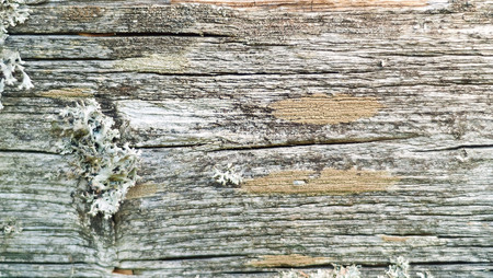 wooden background with moss of natural wood, concept of natural materials, close-up, space for copy,の写真素材