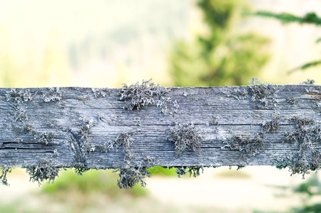 wooden texture with moss of natural wood on a blurred background, concept of natural materials, close-up, space for copy,の写真素材