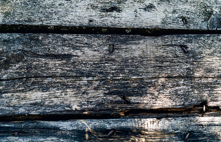 background of old wooden boards, concept of natural textures in the wild, closeup, copy space,