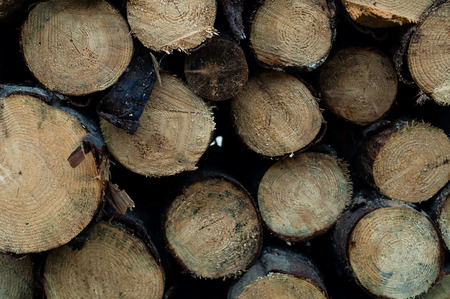 background of spruce logs, concept of wildlife ecology. Carpathian Mountains, Ukraine, copy space, closeupの写真素材