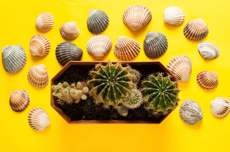 background of sea shells and small cacti. The concept of marine recreation. Fashionable bright colors. Tropical mood on  yellow background.Flat lay,closeup,copy spaceの写真素材