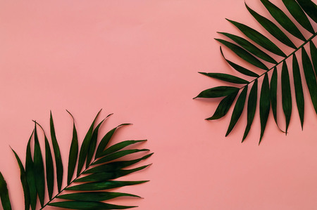 Variations of tropical palm leaves on light texture. Creative tropical leaves on pink background, copy space, closeup. Bannerの写真素材