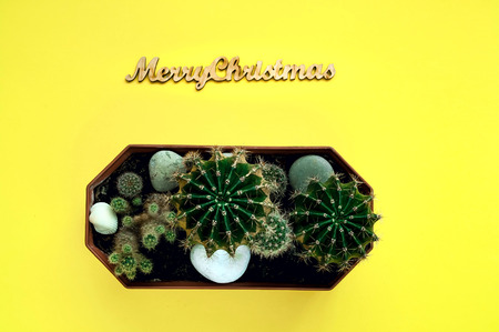decorative little  cactus using of stamp of merry Christmas,on yellow  background, copy space, closeup,の写真素材