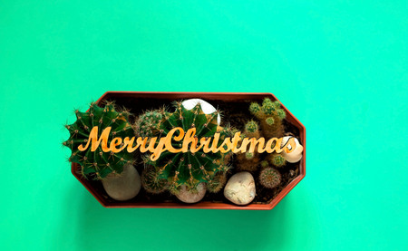 decorative small cactus, using cheerful Christmas inscription, on a green background, copy space, closeupの写真素材