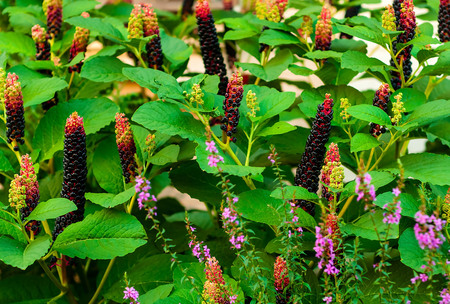 Background of garden design. Landscaping in park with purple flowers,natural light, space for copy, close up,の写真素材