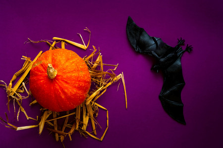 Symbol of HALLOWEEN is Orange pumpkin on the texture of straw and bat on purple background,copy...