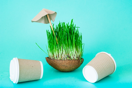 Paper coffee cups are on the table and Germinated seeds of oat or green grass in coconut bowl on...