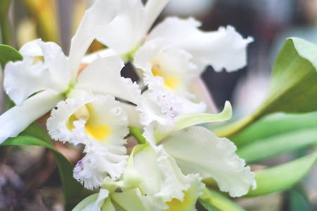 White Orchid flower background of blurred, monochrome composition. Living greens. Copy space,...