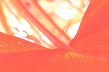 Tropical palm leaf background of blurred. The trend colour of the year 2019. Living Coral. Copy space, closeupの写真素材