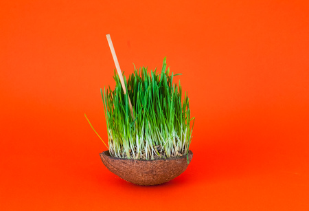 Sprouted   seeds wheat or green grass in coconut bowl with wooden tube on bright orange background....