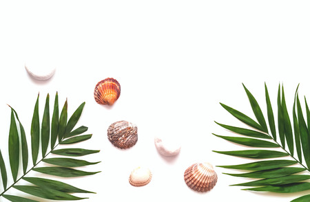 Tropical background with palm leaves and shells on white isolated background. Flat lay. Copy space, closeup.の写真素材