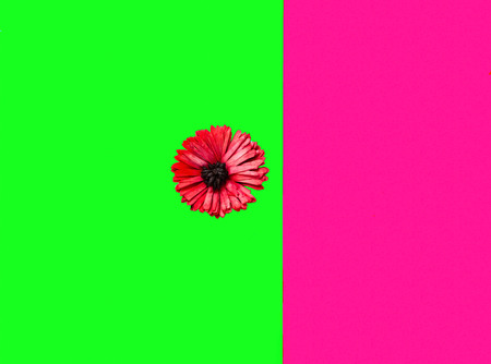 Geometric background with gerbera flower. Trendy color concept of the year 2019.Closeup, copy space.の写真素材