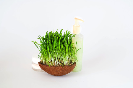 Cosmetic product from organic products on the background of green shoots.The concept of natural cosmetics.Living green. Closeup, copy space.の写真素材