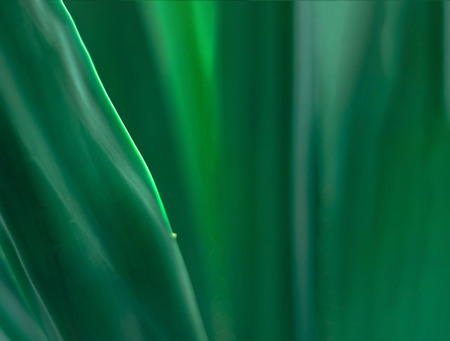 Tropical palm leaf background with blur effect. Closeup. Copy space.の写真素材