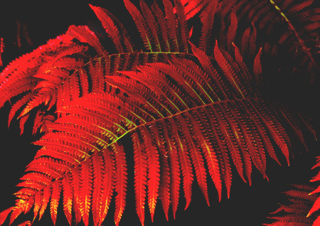 Colored leaves of fern with sunlight. Trendy tropical background. Close-up. Copy spaceの写真素材