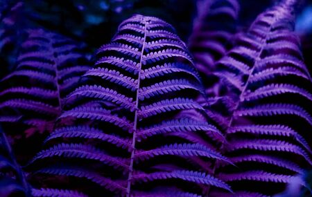 Colored leaves of fern with sunlight. Trendy tropical background.の写真素材