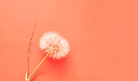 Creative colorful background with white dandelions inflorescence. Trendy colors in 2019. Concept for festive background or for project.Close-up,copy spaceの写真素材