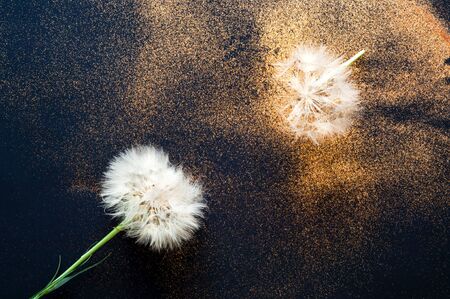 White Dandelion on Black background with golden sparkles. Blurred  effect.