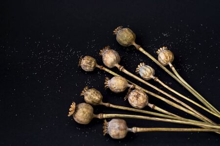 Creative layout of colorful dry poppy on dark background. Seasonal concept. Close-up, copy spaceの写真素材