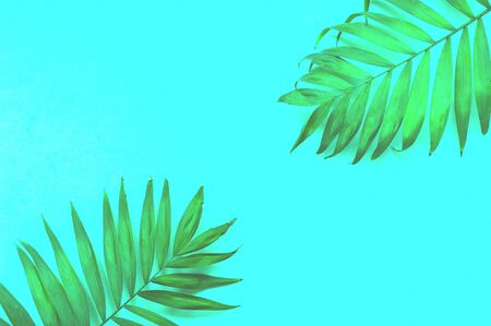 Pastel mint background with palm leaves. Close-up, copy spaceの写真素材