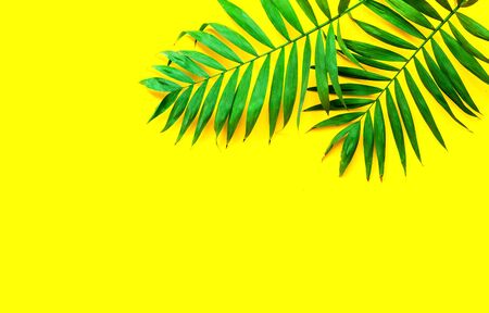 Bright yellow background with palm leaves. Autumn decor. Close-up, copy spaceの写真素材
