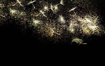 White inflorescences Dandelion on Black background with golden sparkles. Blurred  effect. Concept...