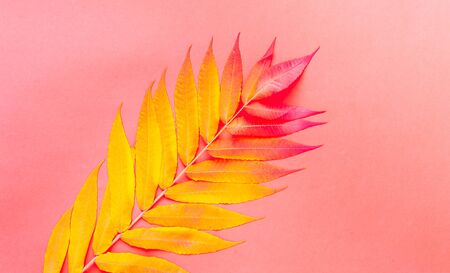 Tropical background of colorful leaves. Autumn mood. Top view, close-up, copy space.の写真素材