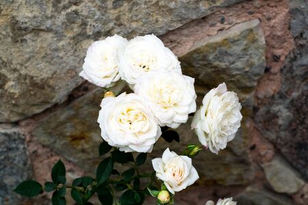 White rose flowers in bloom on background of blurry natural stone.Close-up, copy space