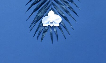 Tropical background. Palm leaf with white flower on blue background. Close-up, copy space