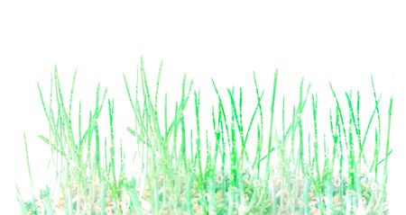 Green sprouts sprouted from grains with background of drops of water. The concept of organic additives. Close-up, copy space. Blurred effectの写真素材