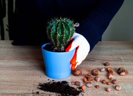 Home gardening. Womans hand in white glove planting cactus in blue flower pot. Close-up, copy spaceの写真素材